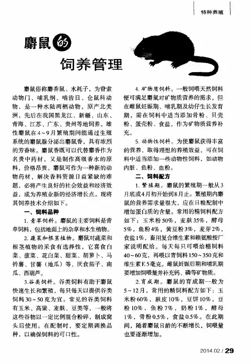 麝鼠的饲养管理