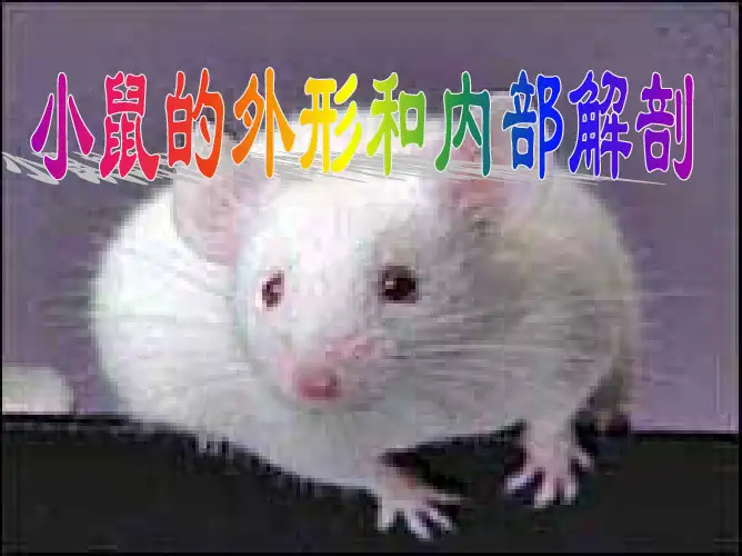 小白鼠实验解剖