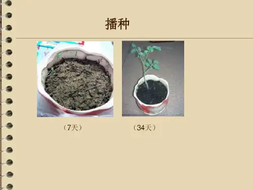 一年级科学番茄与番茄酱