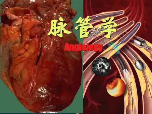 脉管学11