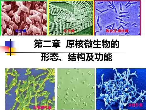 第二章 原核微生物的形态、结构及功能