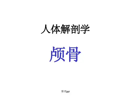 《人体解剖学》--颅骨