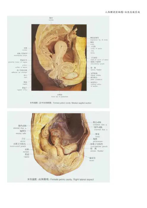 人体解剖实物图-女性生殖系统