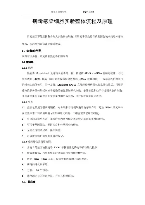 病毒感染细胞实验整体流程及原理