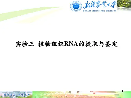 实验三植物组织RNA的提取与分析