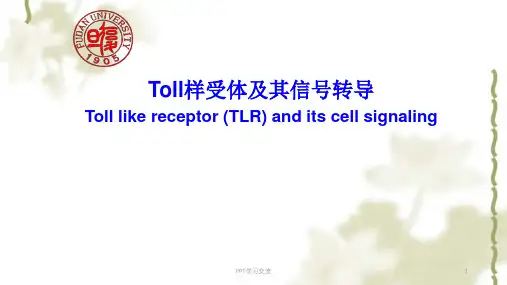 修改版TLR及信号通路课件
