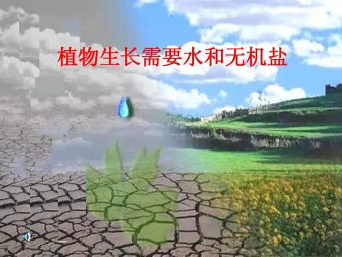 5.3 植物生长需要水和无机盐 第一课时
