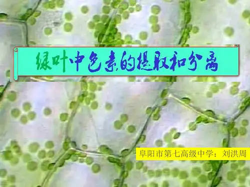 绿叶中色素的提取和分离说课