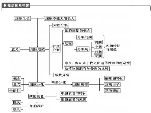 细胞增殖基础知识演示