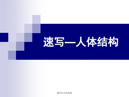速写—人体结构 ppt课件