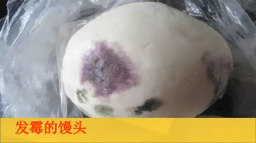 六年级上册科学课件-1.3 馒头发霉了|苏教版 (共21张PPT)