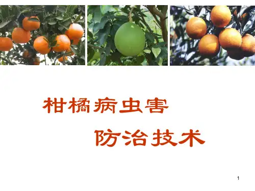 柑橘病虫害防治全面技术PPT参考课件