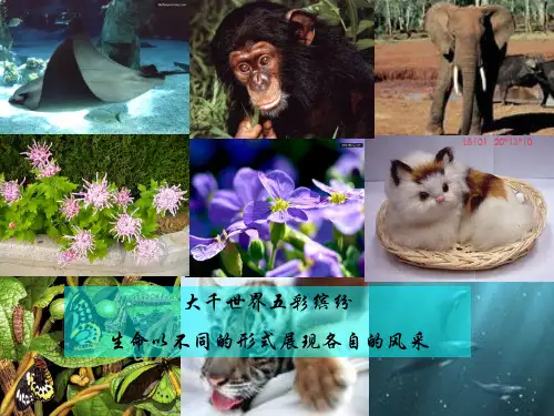 遗传密码