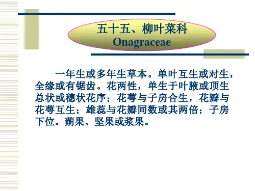 柳叶菜科 Onagraceae