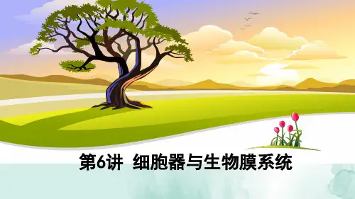 高三生物一轮复习精品课件4:第6讲 细胞器与生物膜系统