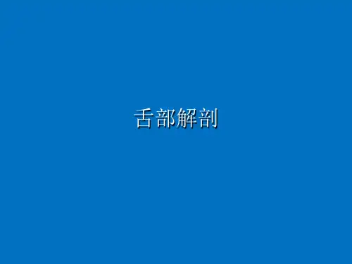 舌部解剖