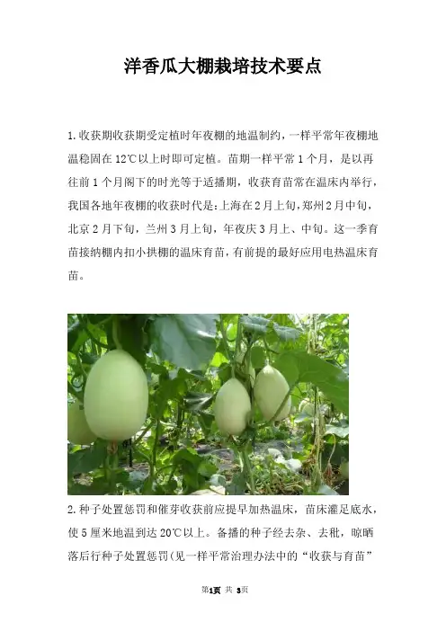 洋香瓜大棚栽培技术要点