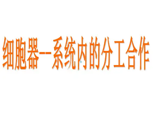 细胞器系统内的分工与合作