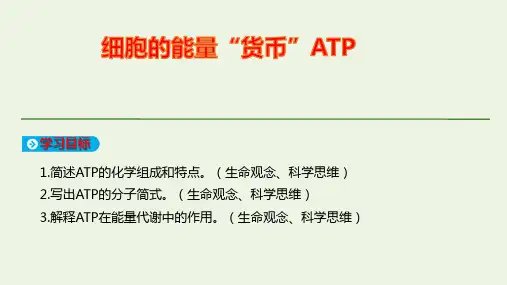新教材高中生物第5章细胞的能量供应和利用第2节细胞的能量“货币”ATPppt课件新人教版必修1