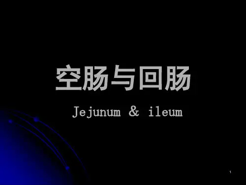 解剖学小肠,结肠优秀PPT
