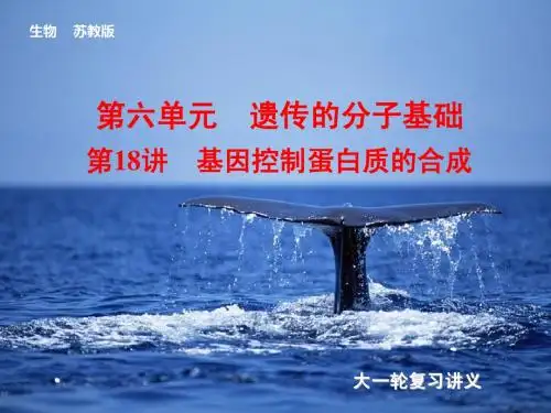 2014届高考(苏教版)生物大一轮课件：第18讲 基因控制蛋白质的合成(共94张PPT)