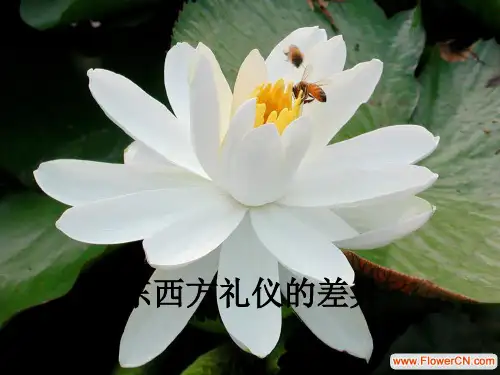 东西方礼仪的差异ppt课件