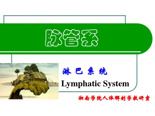 中医中药]系统解剖学淋巴系统