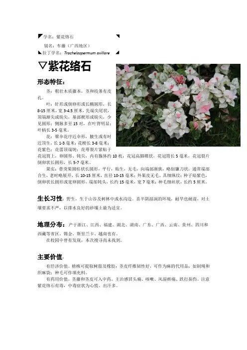 花叶络石