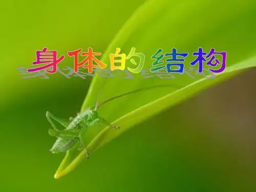 《身体的结构》我们的身体 精品PPT课件3