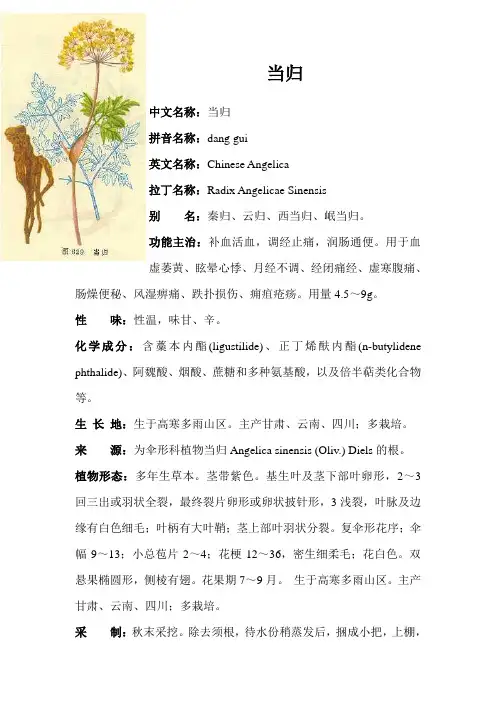 当归