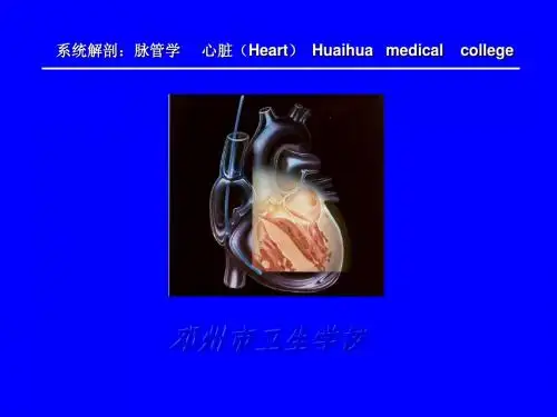 10心脏