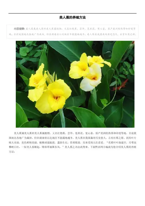 美人蕉的养殖方法