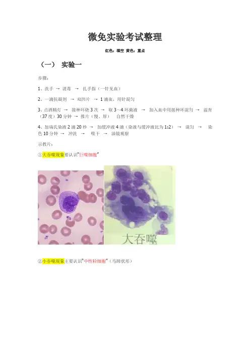 微免实验知识点整理xyt
