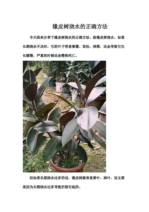 养花常识--橡皮树浇水的正确方法