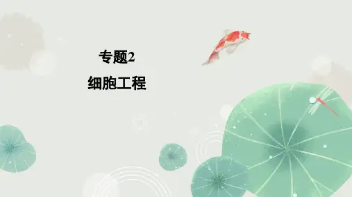 细胞工程复习课件