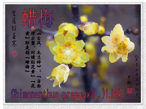 蜡梅