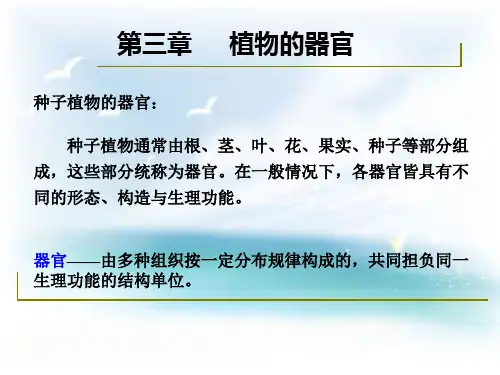 第三章植物的器官-根