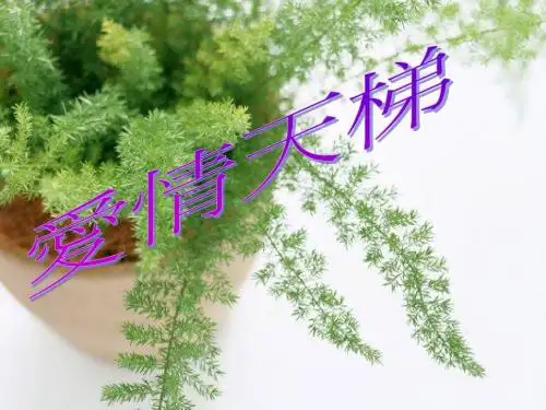 爱情天梯