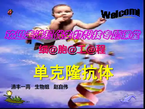 单抗课件