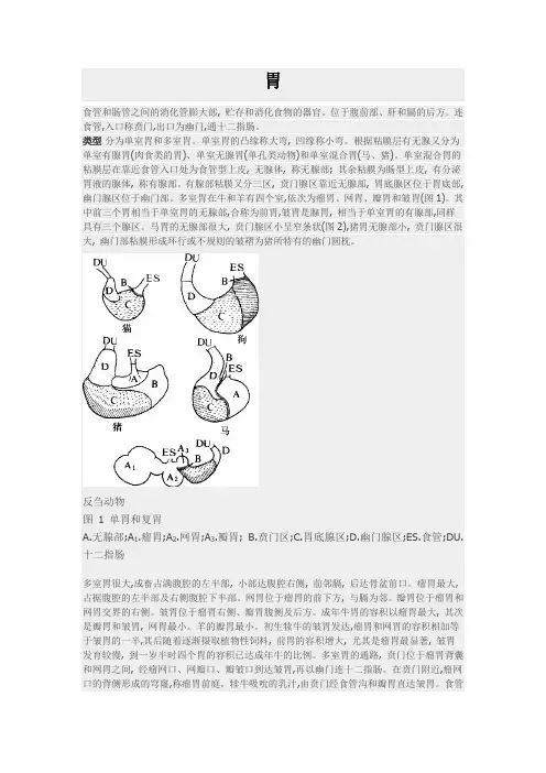 胃的结构