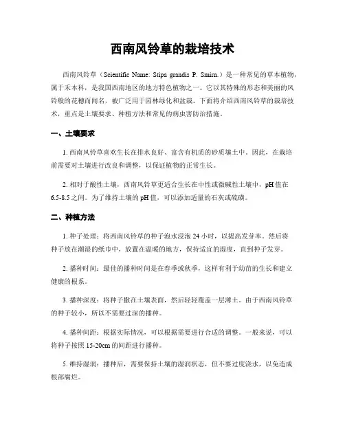 西南风铃草的栽培技术