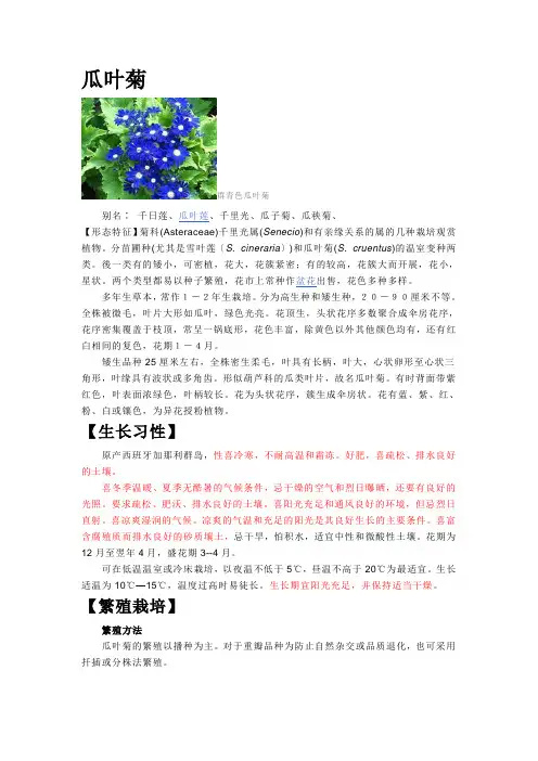 瓜叶菊