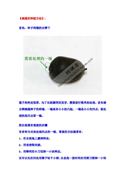 碗莲种植注意事项