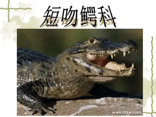 短吻鳄科
