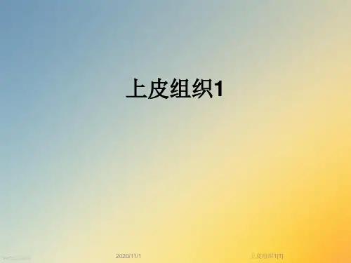 上皮组织1[1]