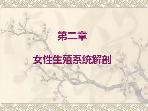 第二章 女性生殖系统 解剖
