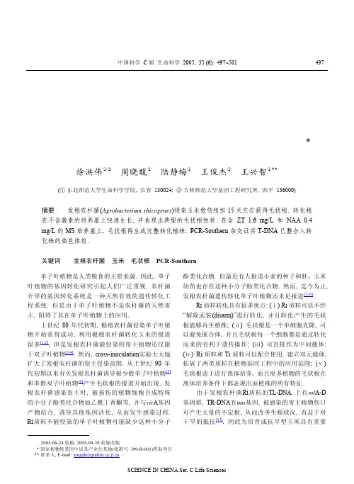 发根农杆菌诱导玉米毛状根发生及再生植株
