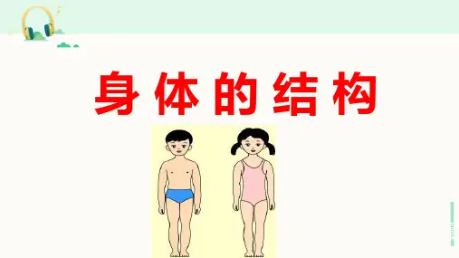 教科版科学四年级上册《身体的结构》课件