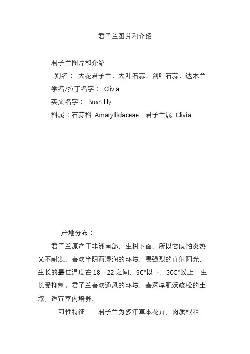 君子兰图片和介绍