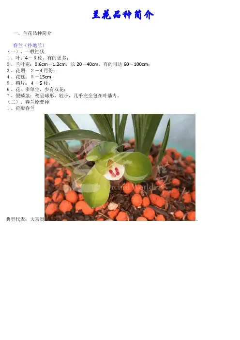 兰花品种简介